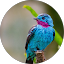 Merlina